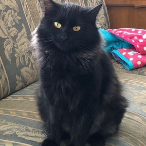 Meet your Posher, Alexyss